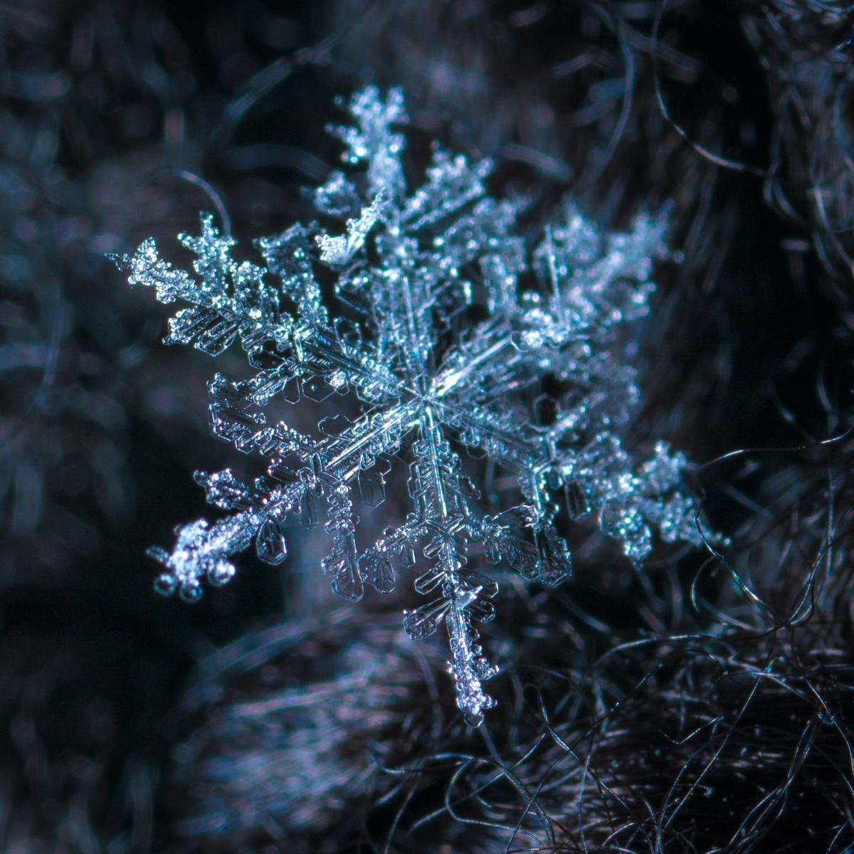 Image of a Snow Flake